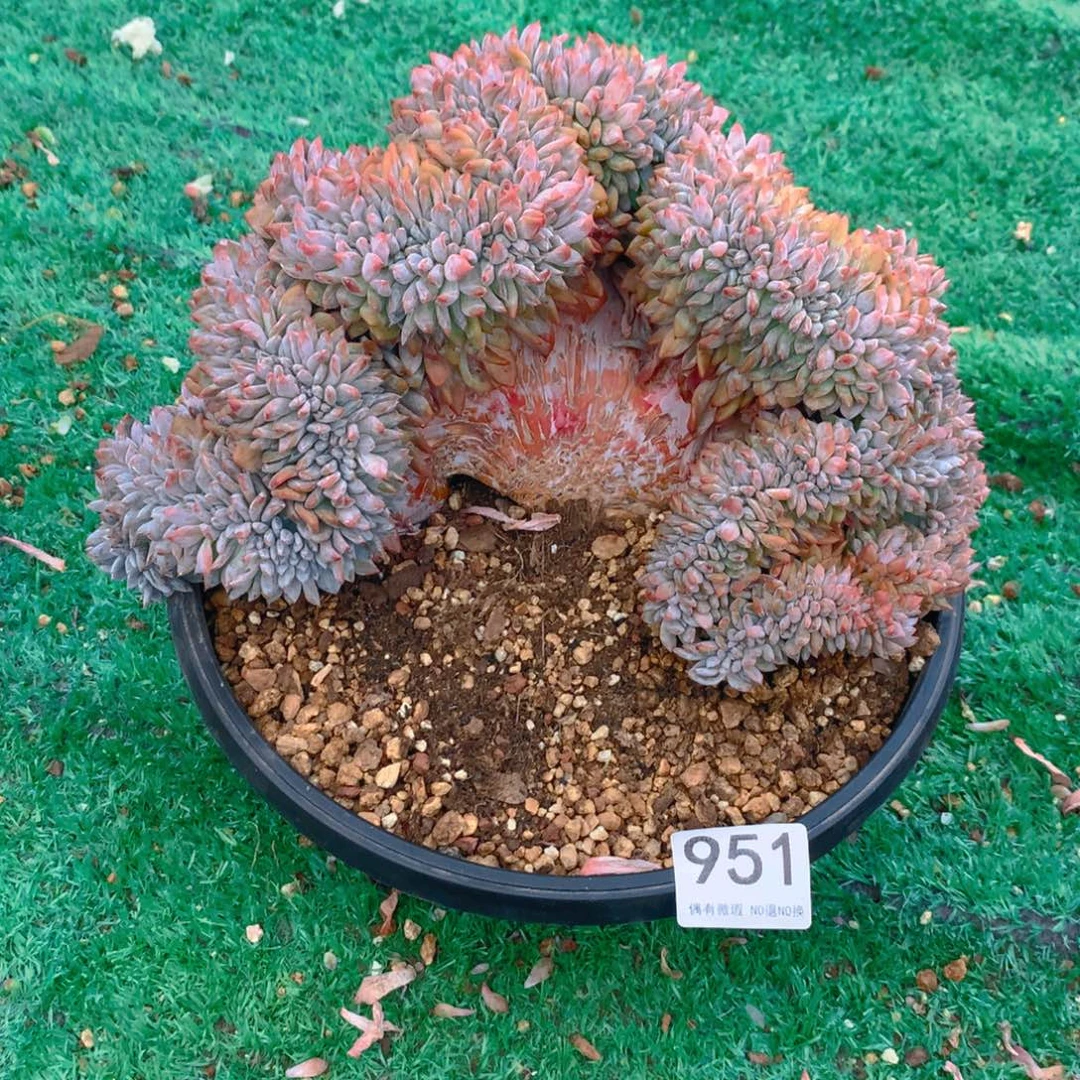 951橙子11111111微瑕