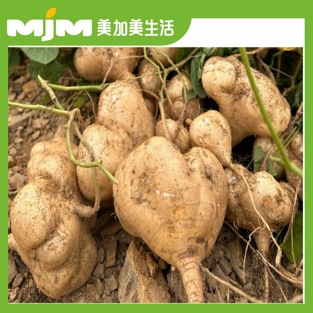 【2斤±50g/份】凉薯