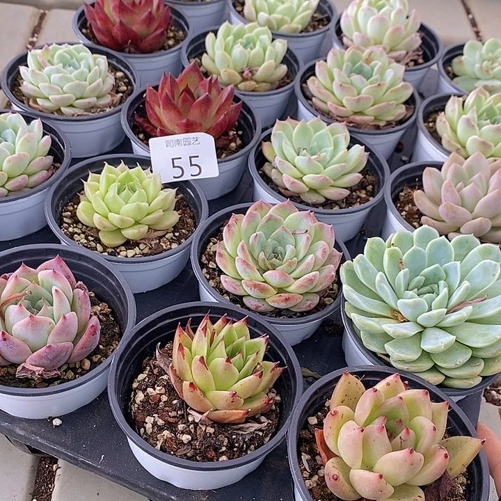 55 多肉植物盆栽花卉植物