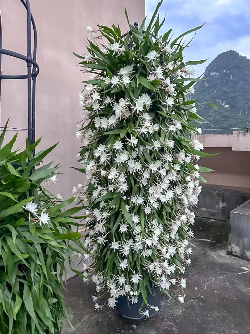 可食用印尼进口小叶昙花浓香耐阴昙花盆栽昙花一梦可垂吊植物花卉