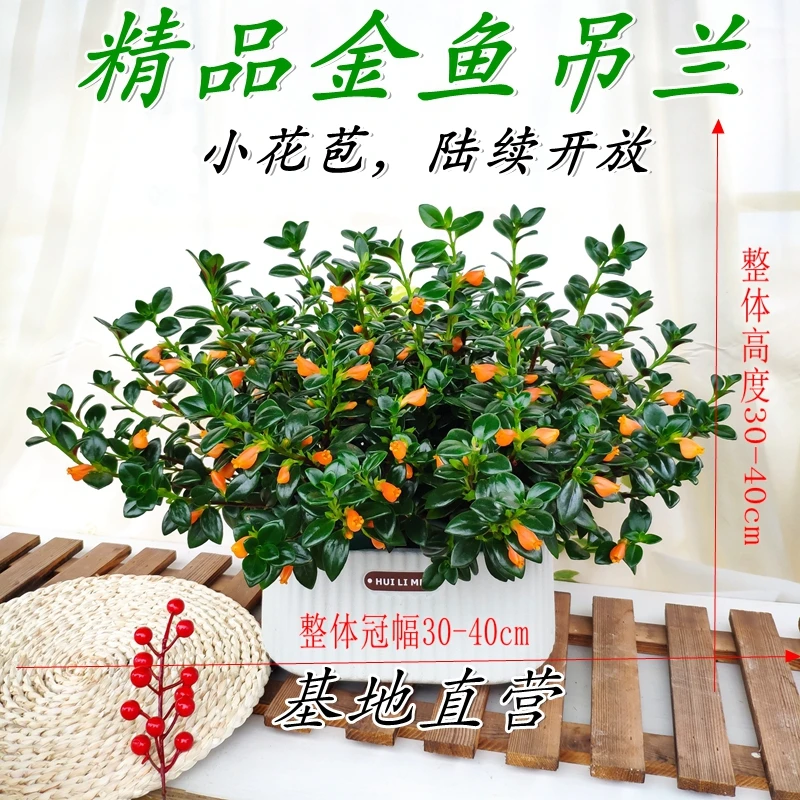 小金鱼吊兰盆栽苗植物四季观花观叶室内外办公室阳台绿植盆栽好养