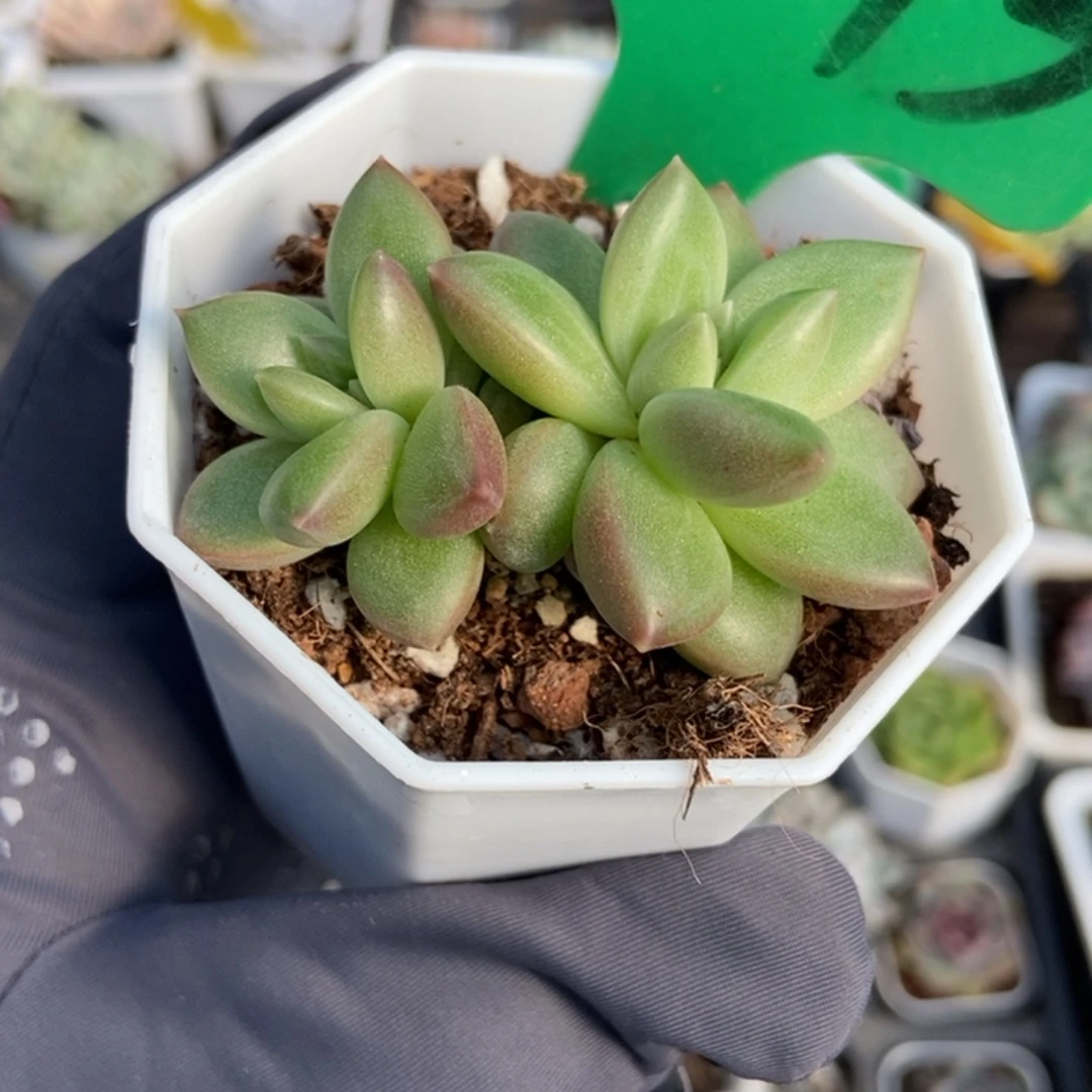 873迷雾泡泡多肉植物