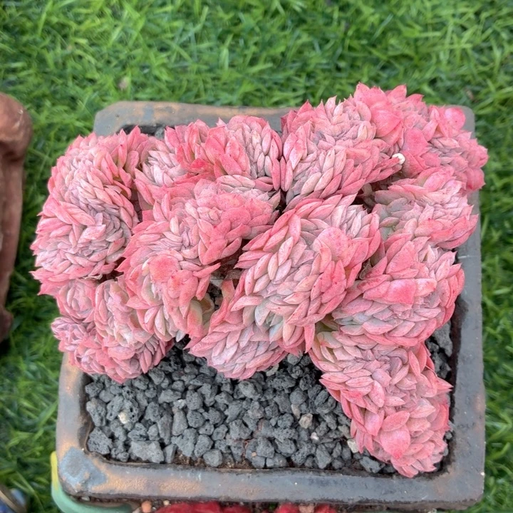 多肉植物 贝瑞缀-4