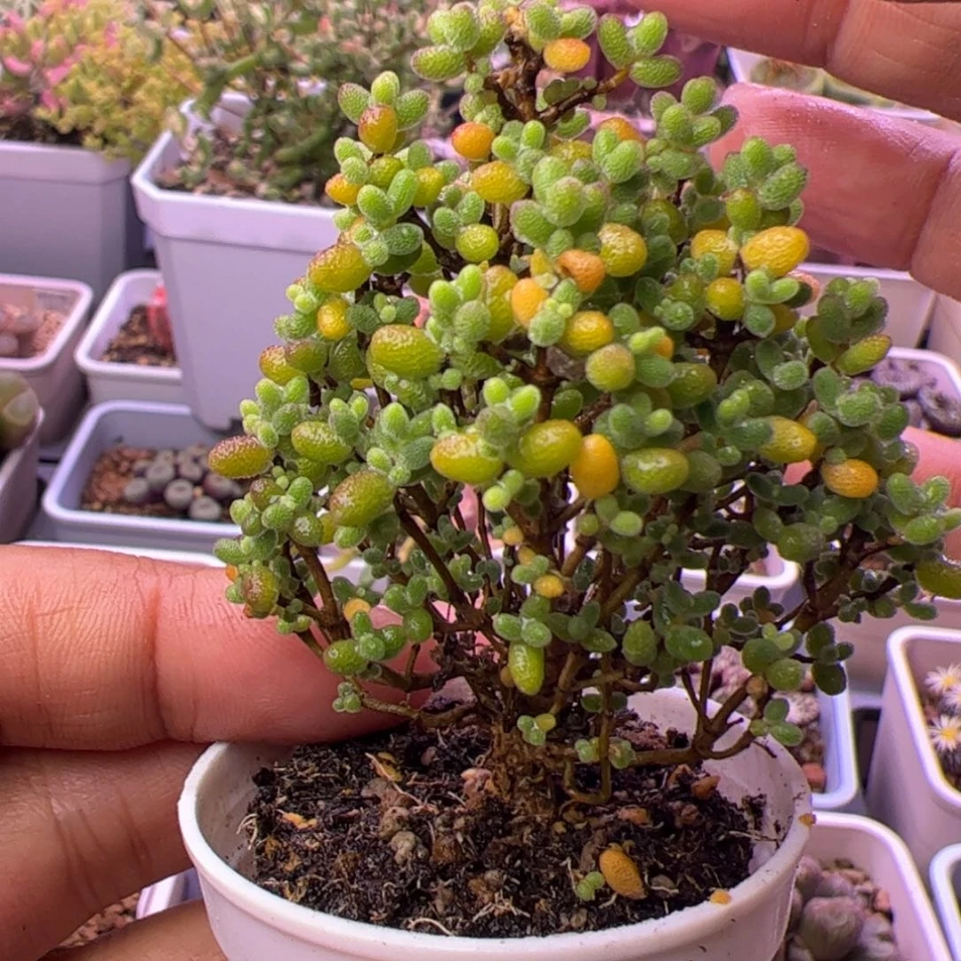 多肉植物枝干蜜桔