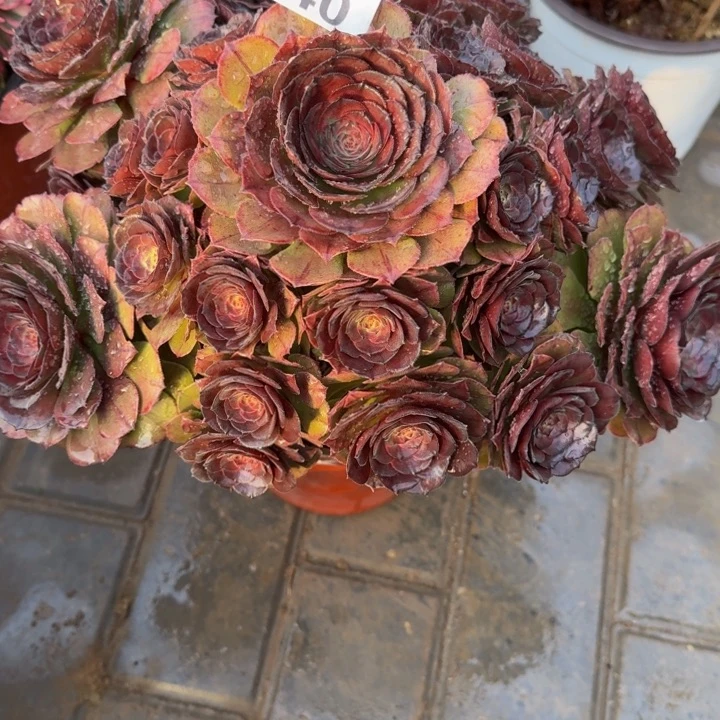 @*万灰440肉肉肉肉