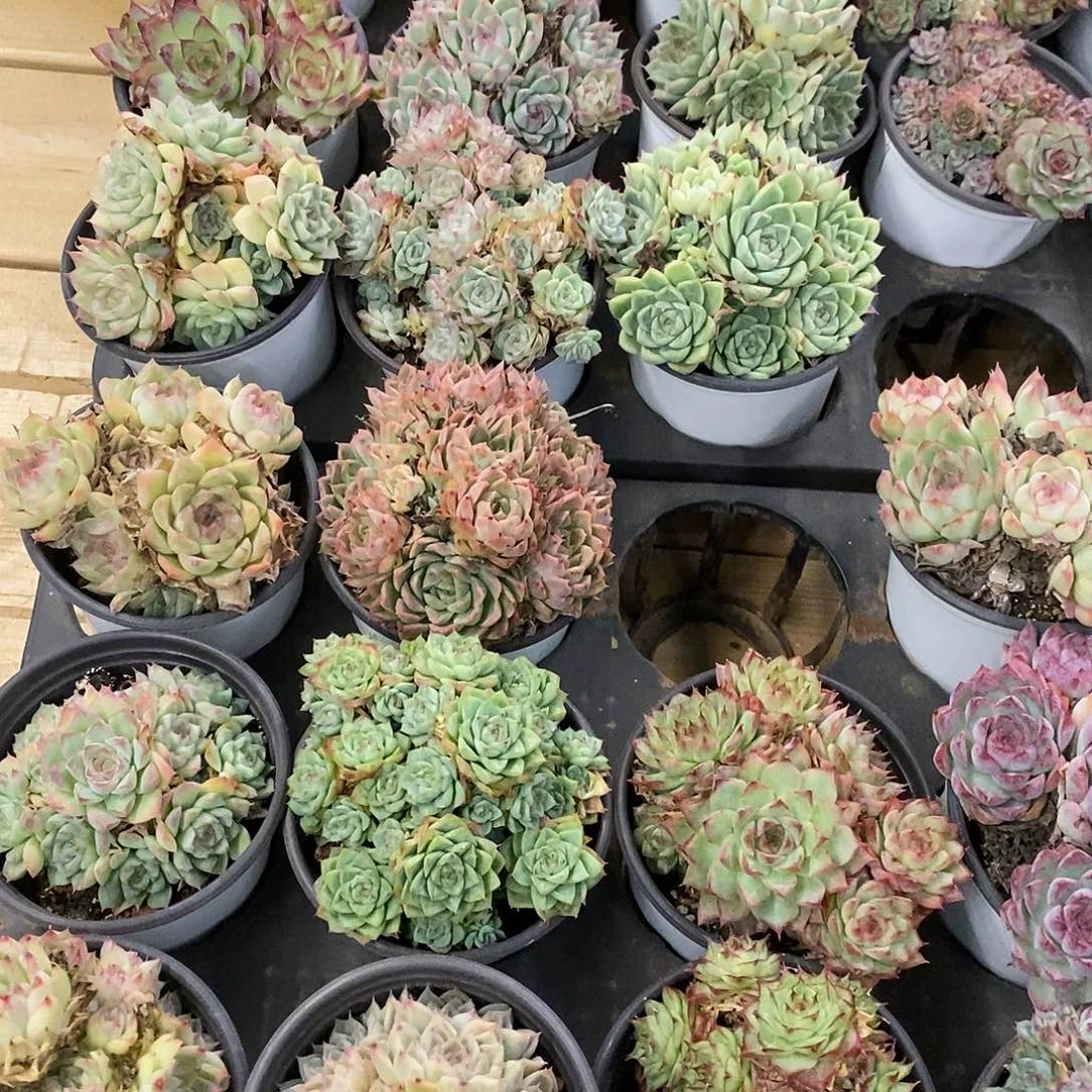 52。麦杆群生。福利多多