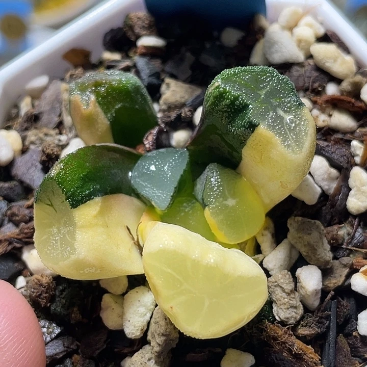 684獅子神萬象錦特選福利