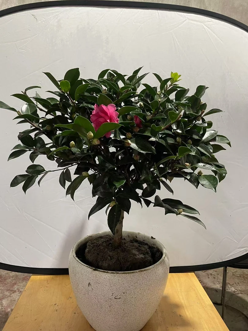 茶梅，茶花捡漏了