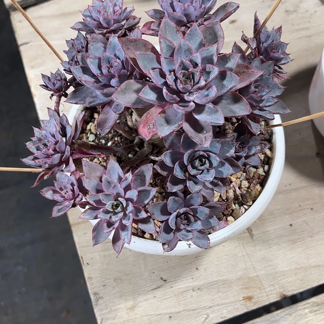 赫拉捧花多肉植物