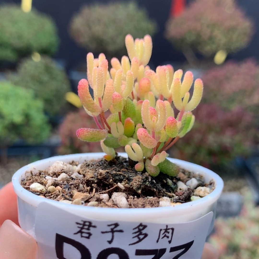 077糖球粉锦。           