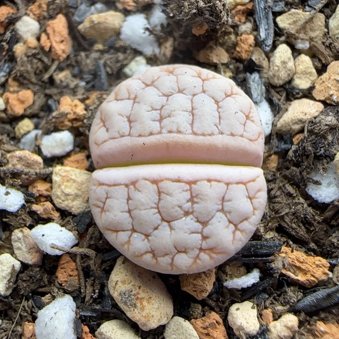248 生石花大棚直播