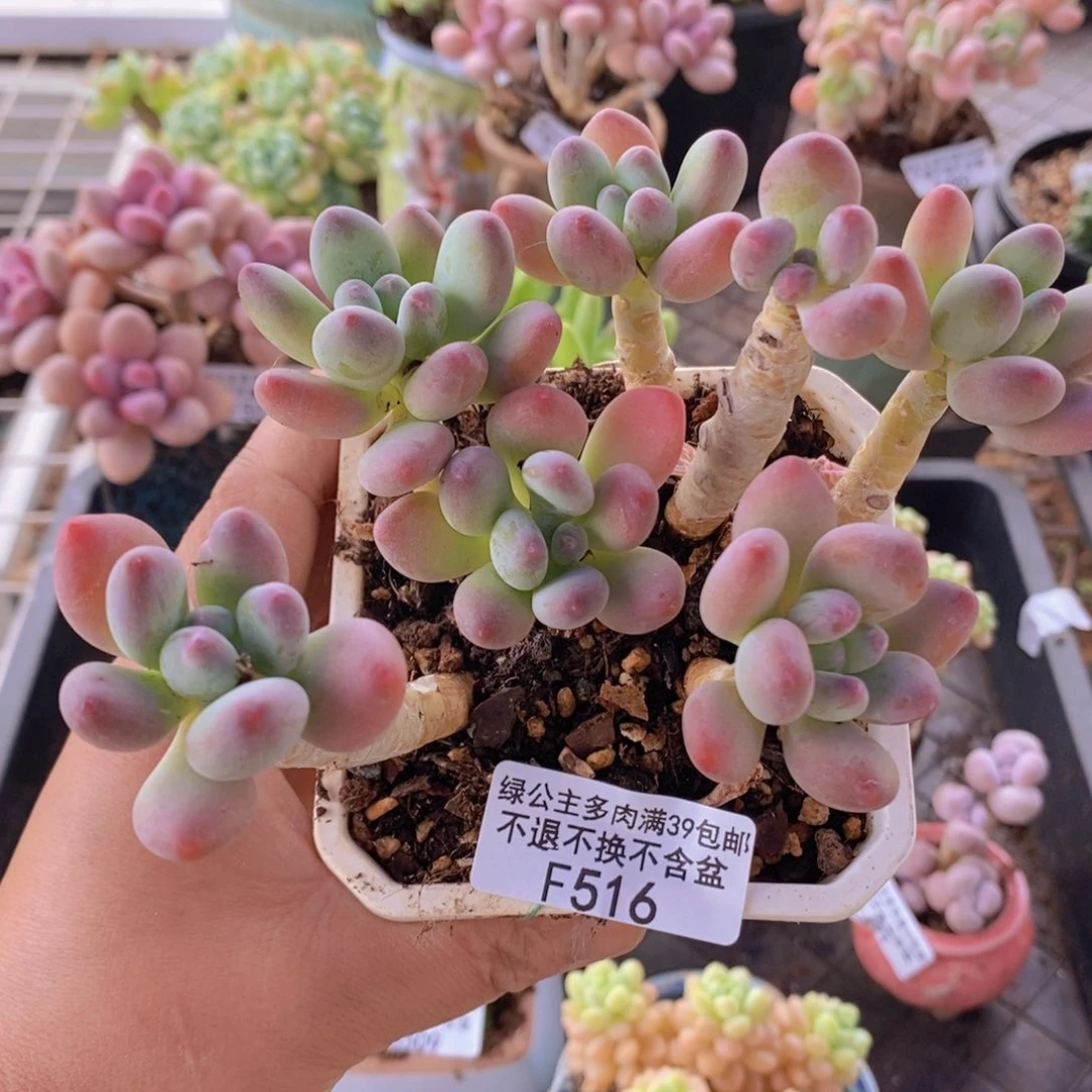 一代苹果奶老桩11cm516多肉植物
