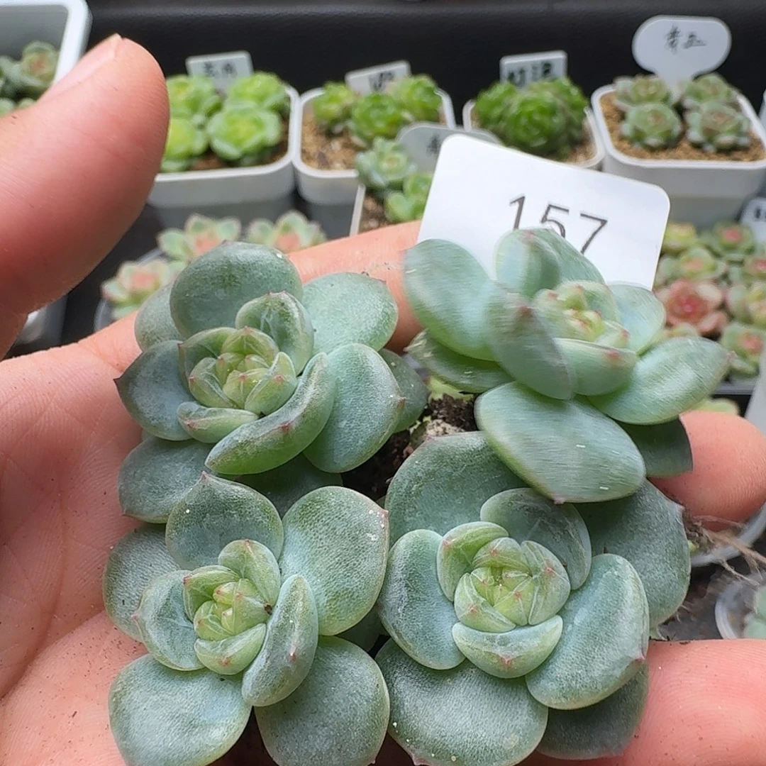 一物一拍一物一拍918-157
