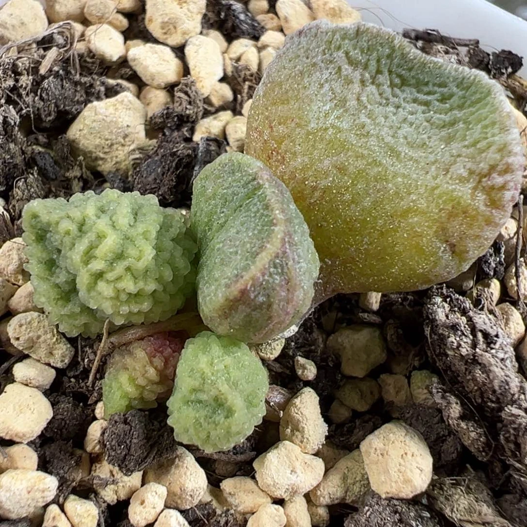 实生底叶苗纹路款多肉母叶可能会消耗