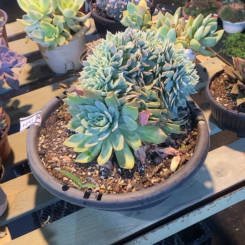 【闪购商品】乔伊缀1524