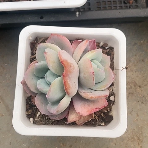 奶茶19.9一盆88888888