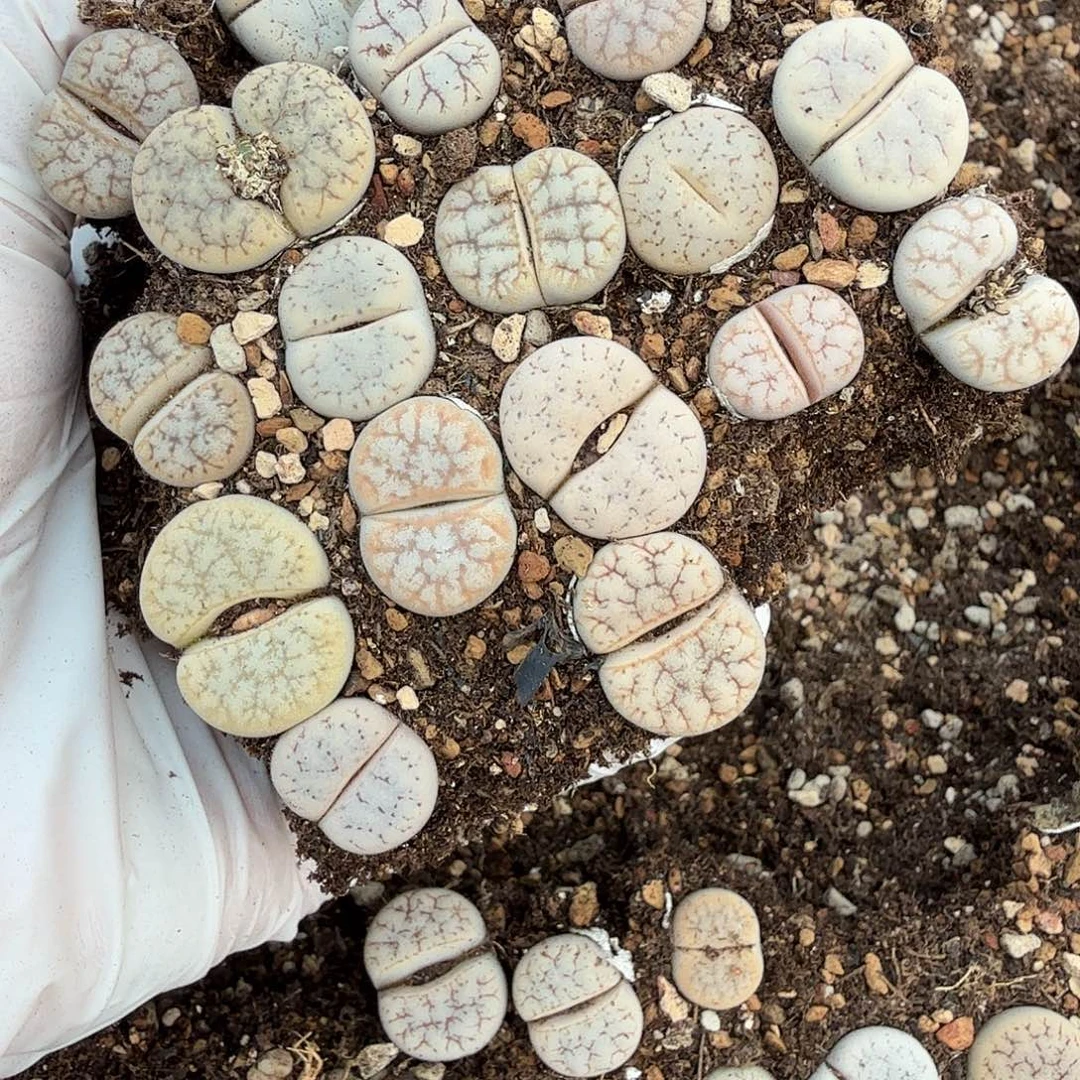 这个点睡一回是为了睡198哈哈