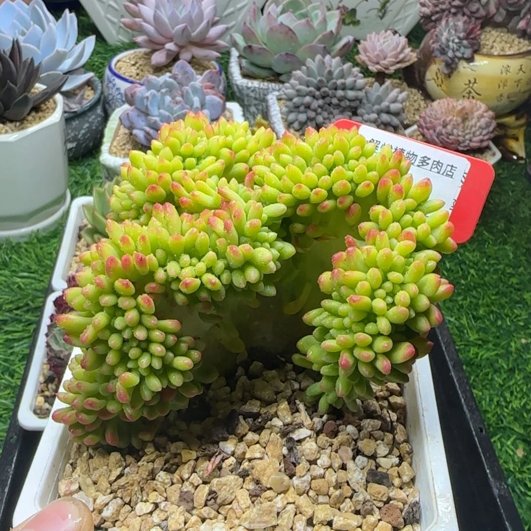 解忧多肉植物编号34