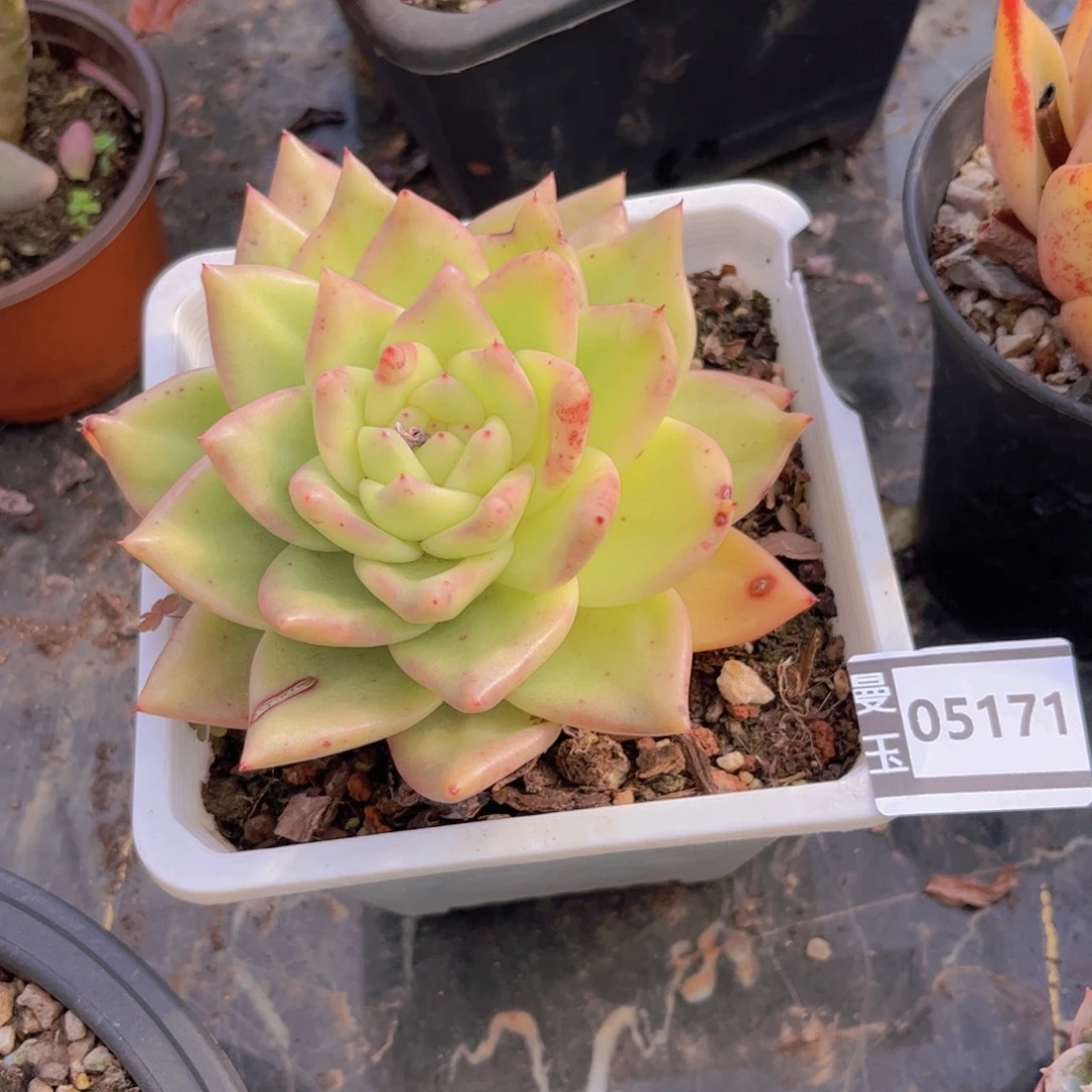 东云多肉植物05171