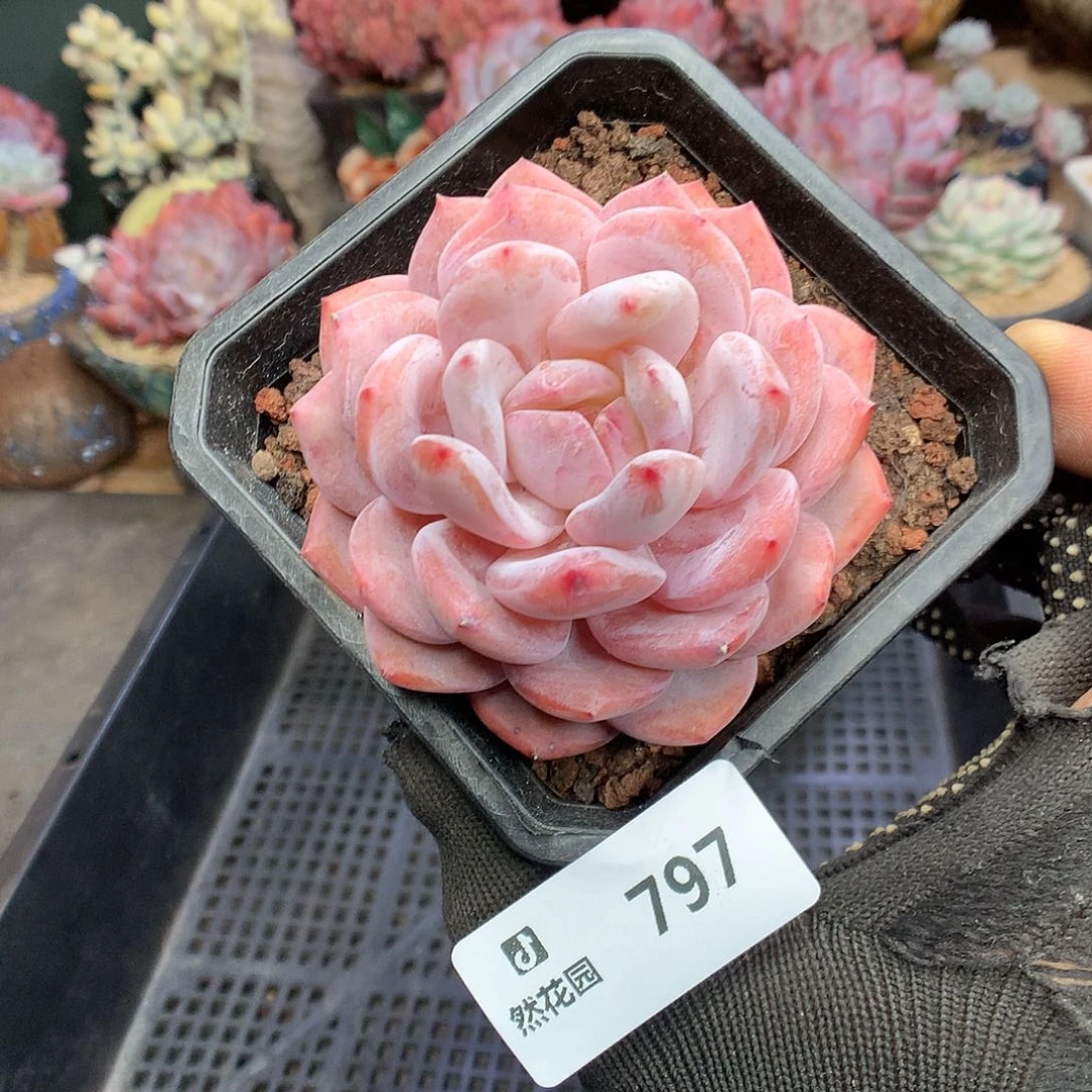 797雪天使多肉植物6666