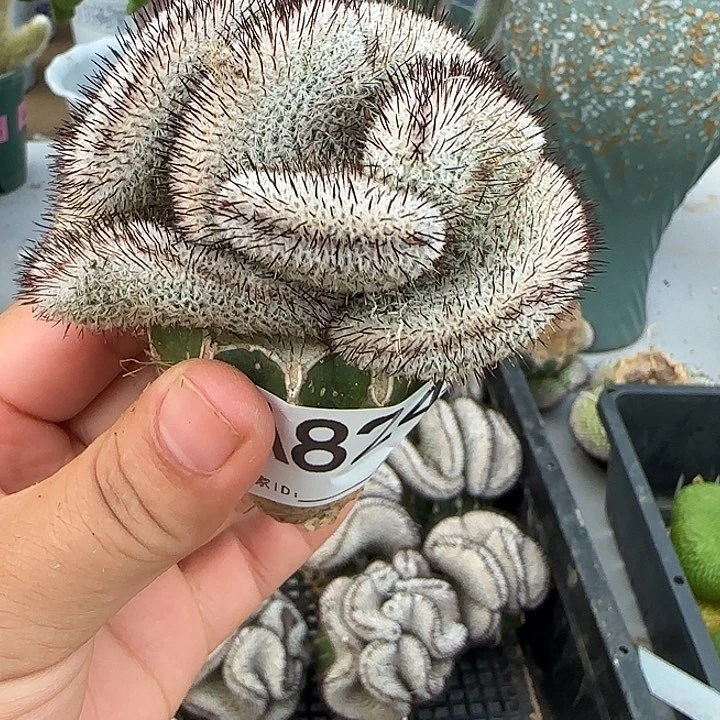 期***.无花朵嫁接直刺佩雷缀824
