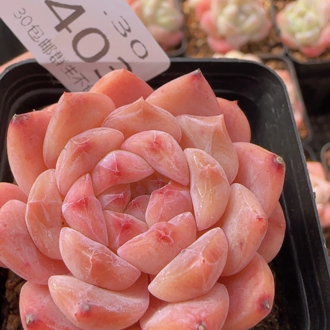 冰糖水晶单头一颗