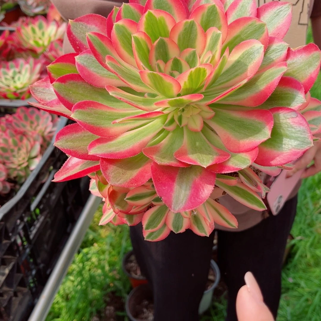 七彩石量拍多肉法师