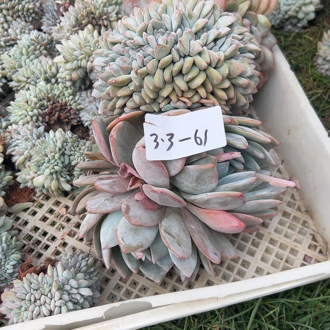 笑*33-61橙子缀化多肉