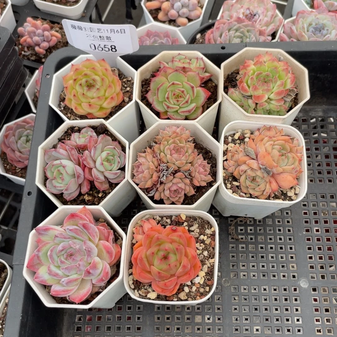 不包整散 盆子不售后0658