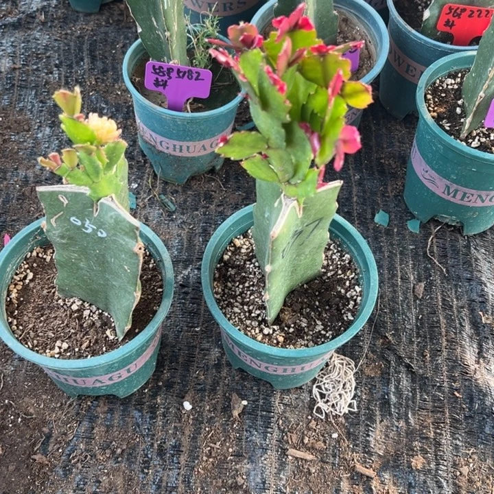 ꧁***꧂59号050➕037两颗重瓣