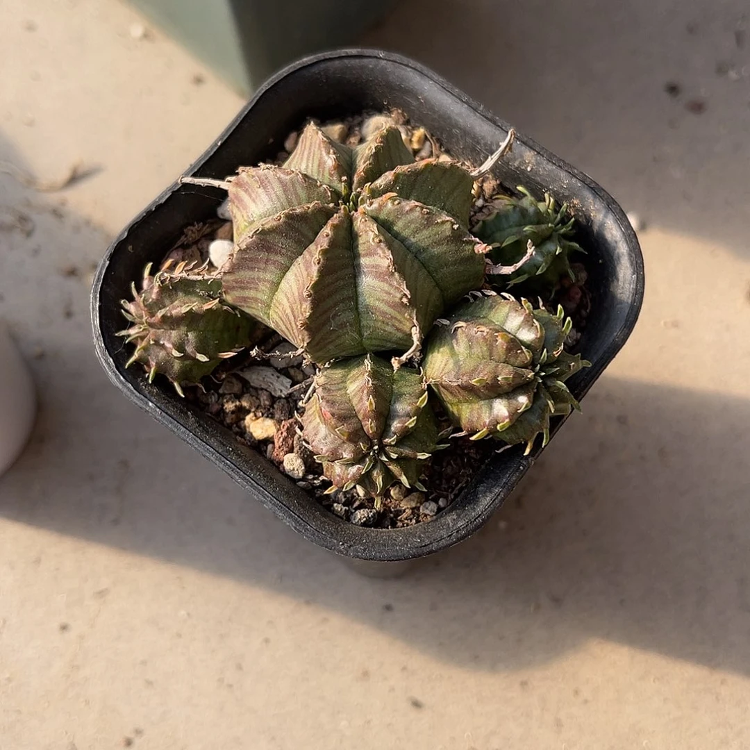 法利达大群一物一拍