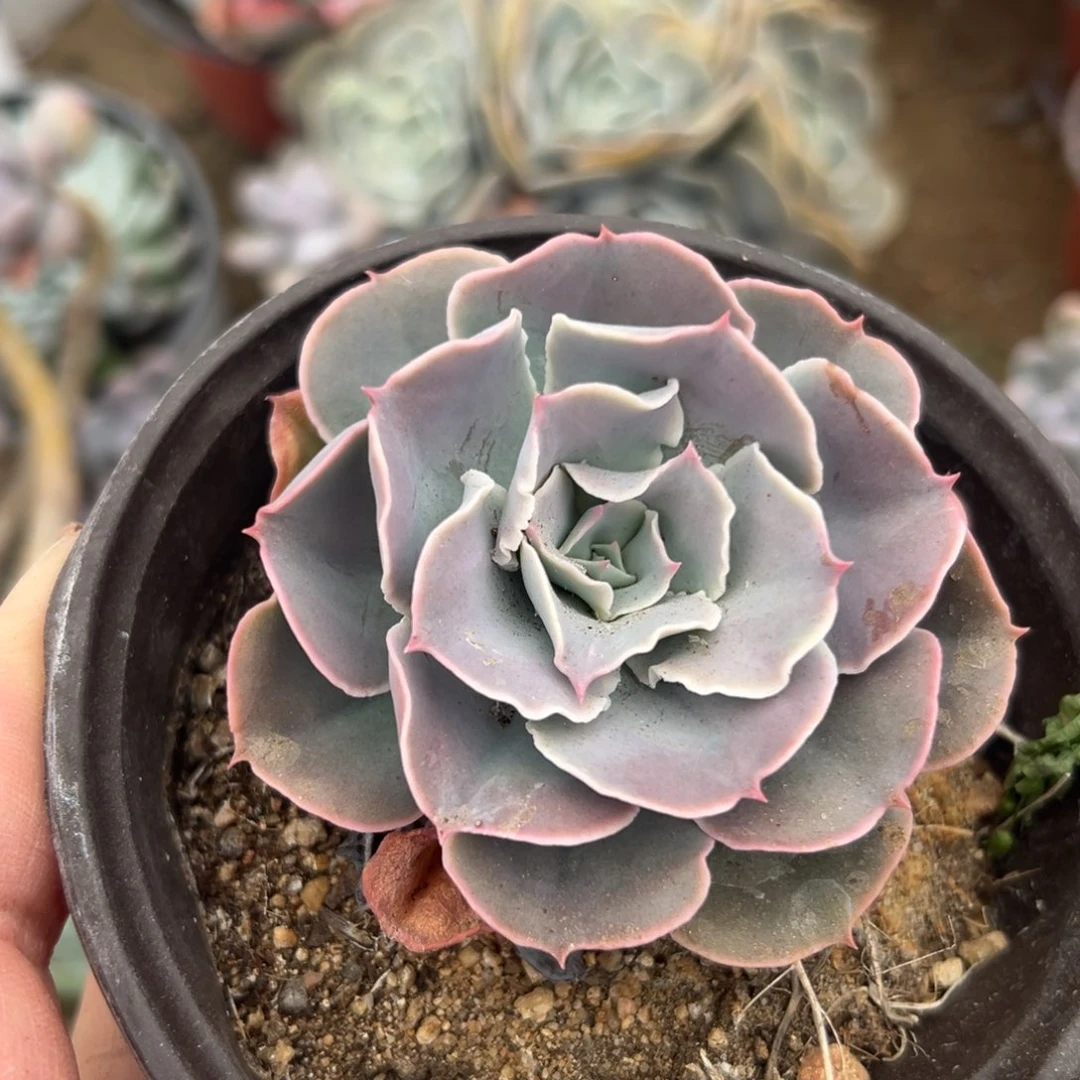 多肉植物多肉植物