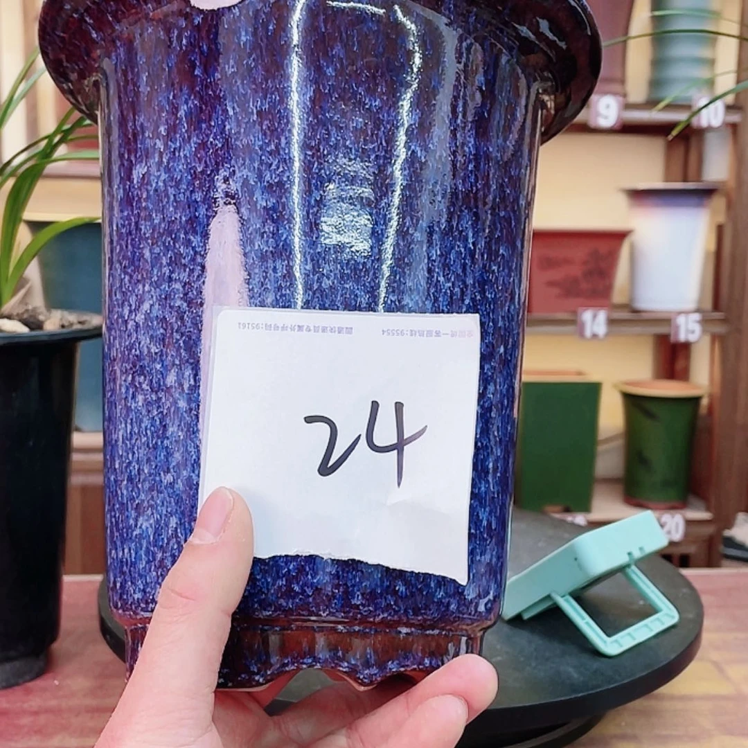 【闪购商品】紫砂花盆孤**筝兰花755588455887558808