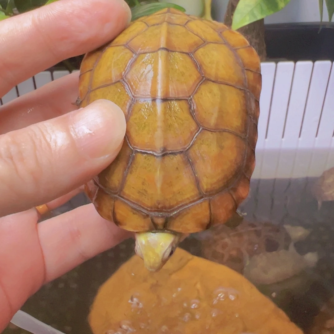 母宠物龟小青龟皖南小青龟