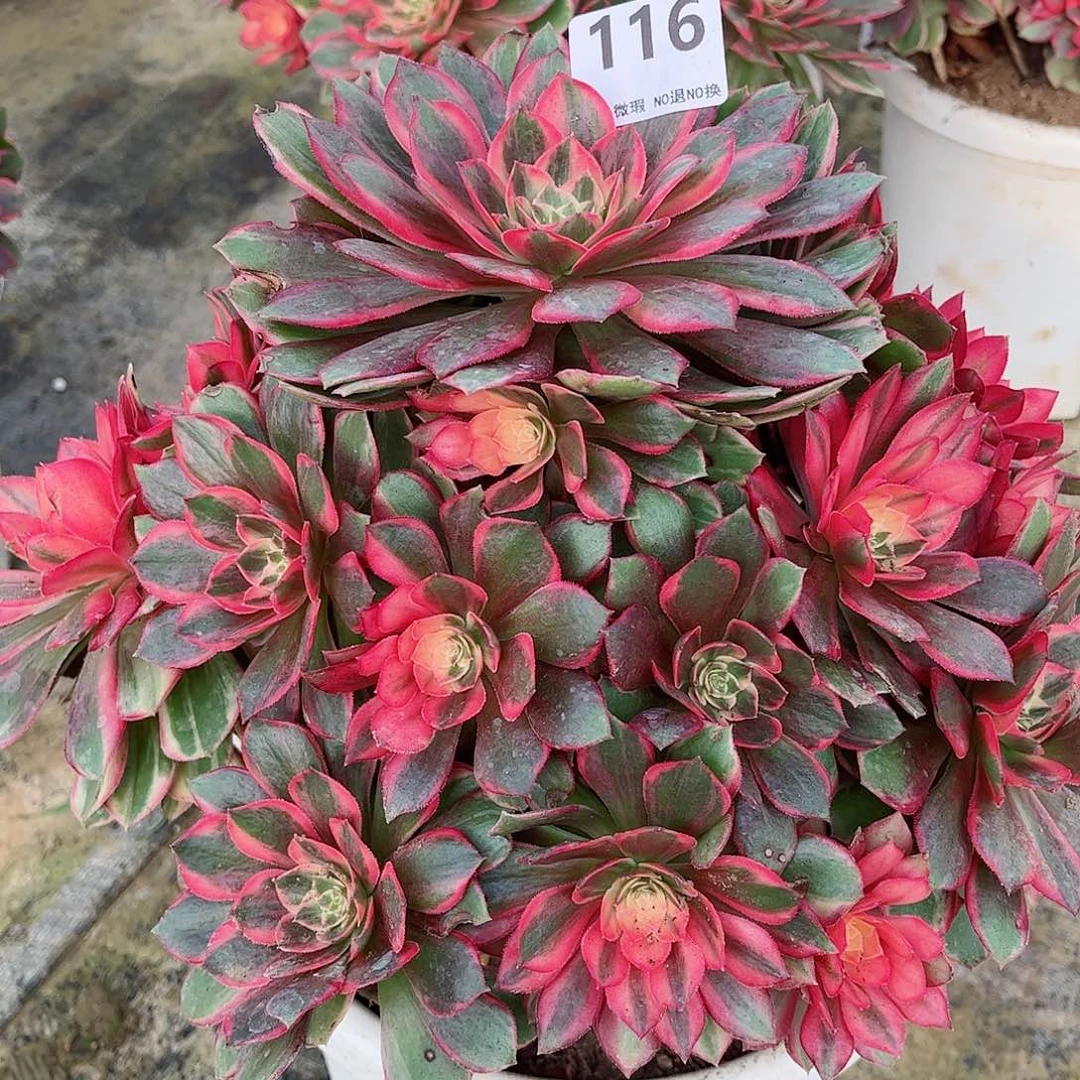 无花朵笑*笑多肉植物黑魔锦116