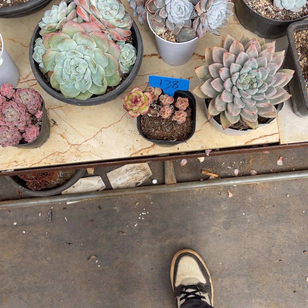 不*°138橘子多肉植物