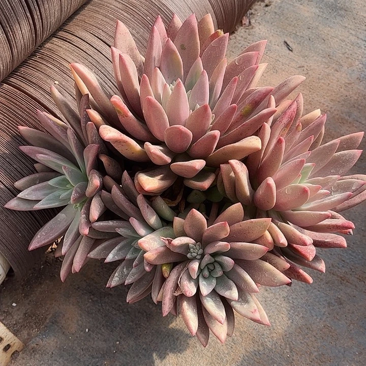 桃花源群，一物一拍