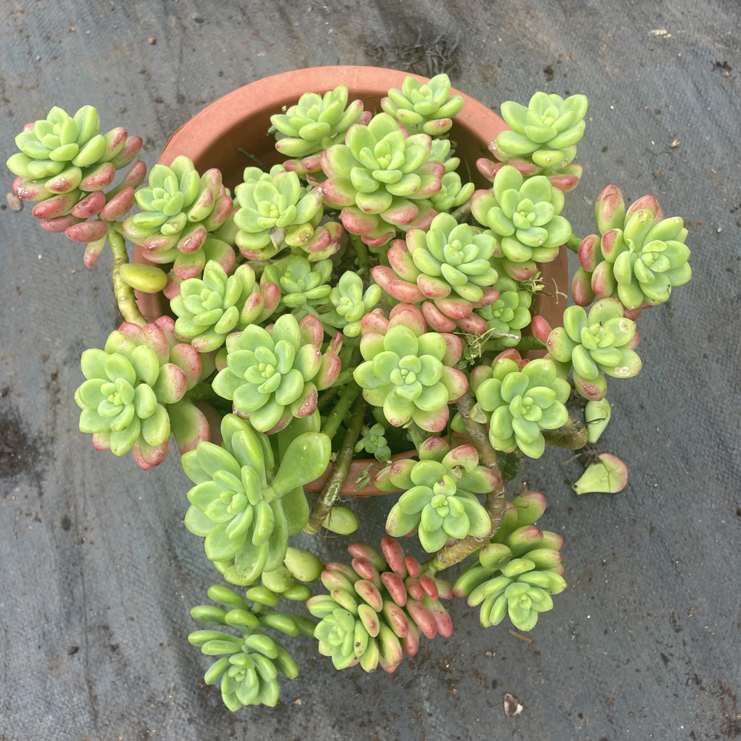 香格里拉金金精品多肉植物