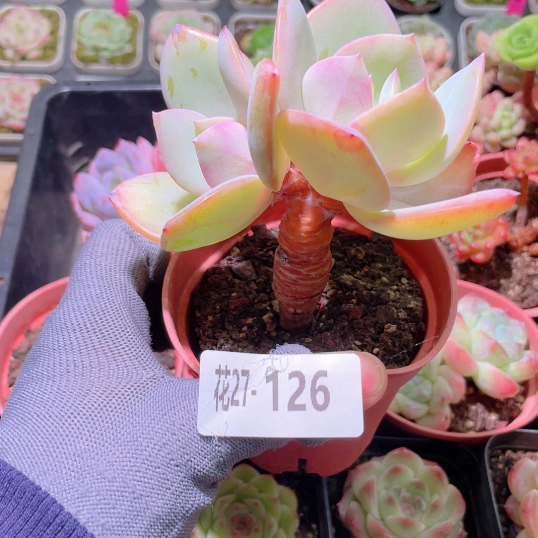 花利美27-126白凤