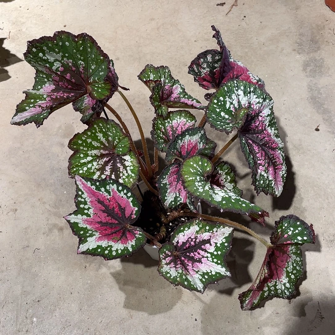 无花朵圣尼克秋海棠