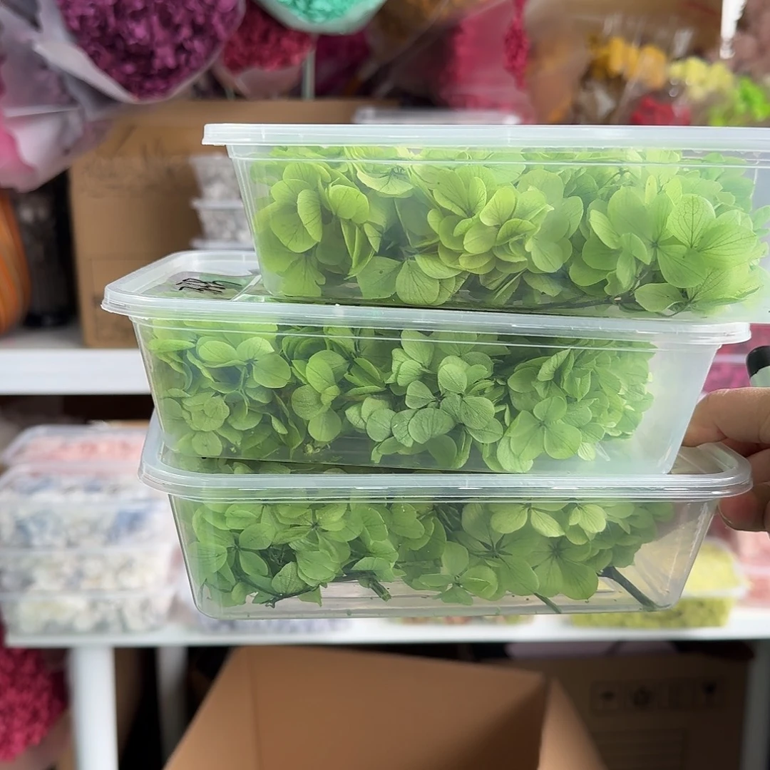 33号深绿在特兰蒂斯绣球