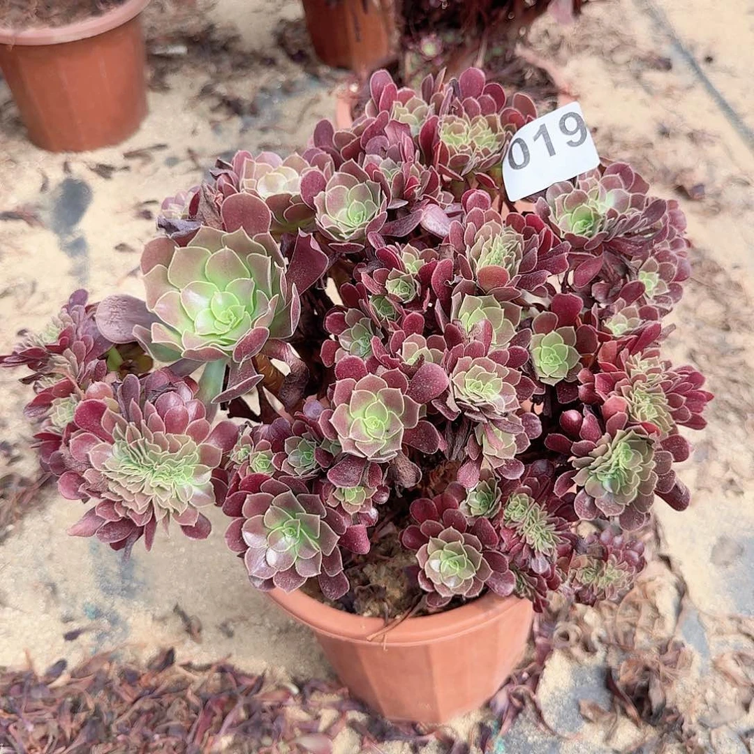 019欧紫朵朵一颗呀呀