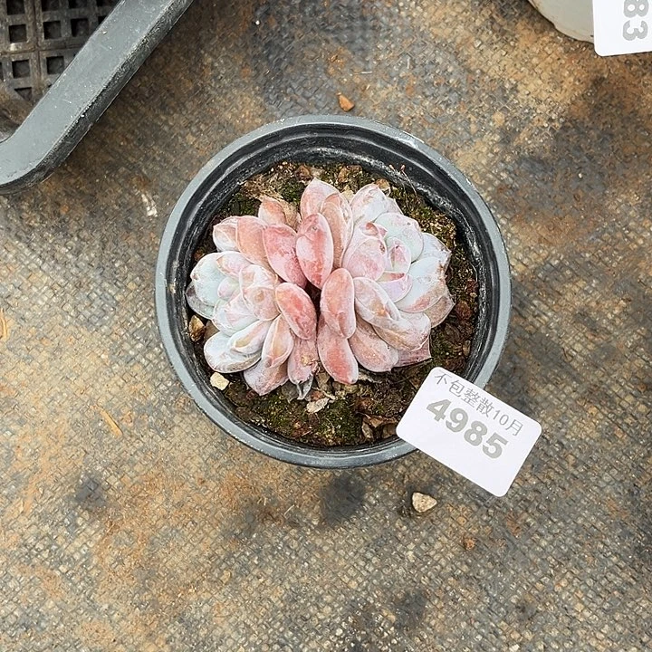 阿雅园艺。       4985星影