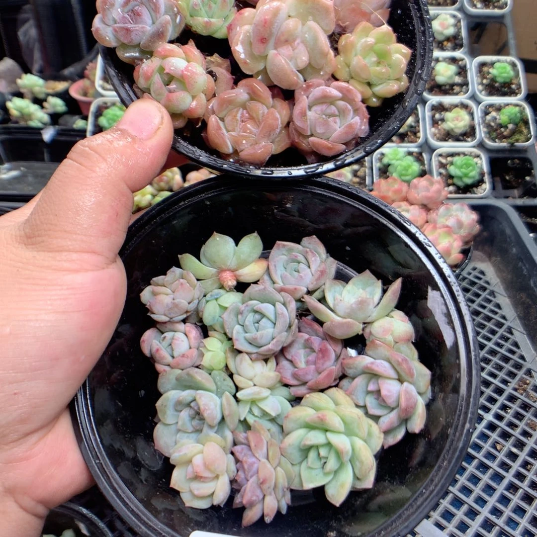 无花朵K83英语英语英语