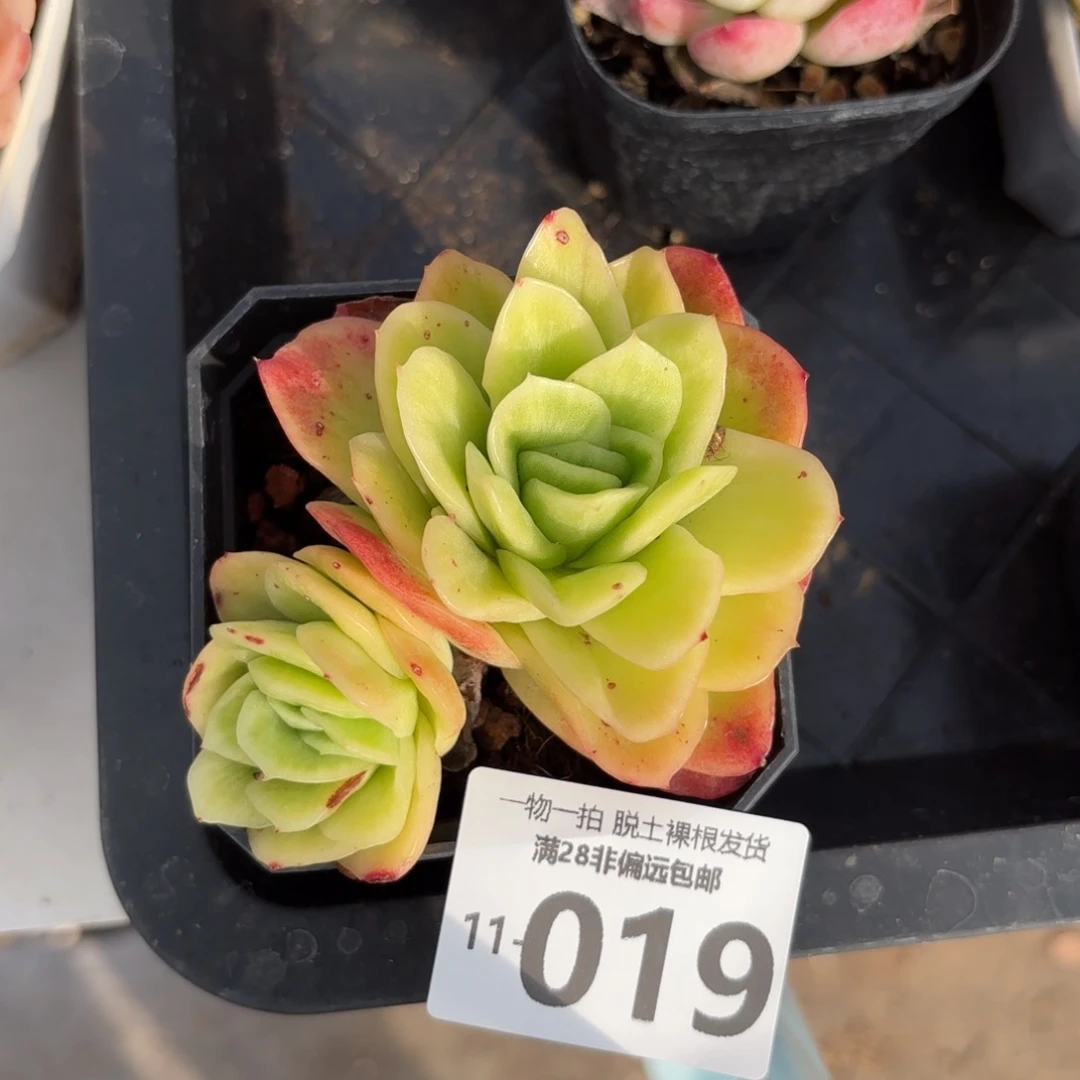 冰玫瑰锦一物一拍