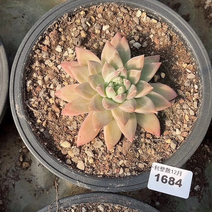 阿雅园艺。       1684