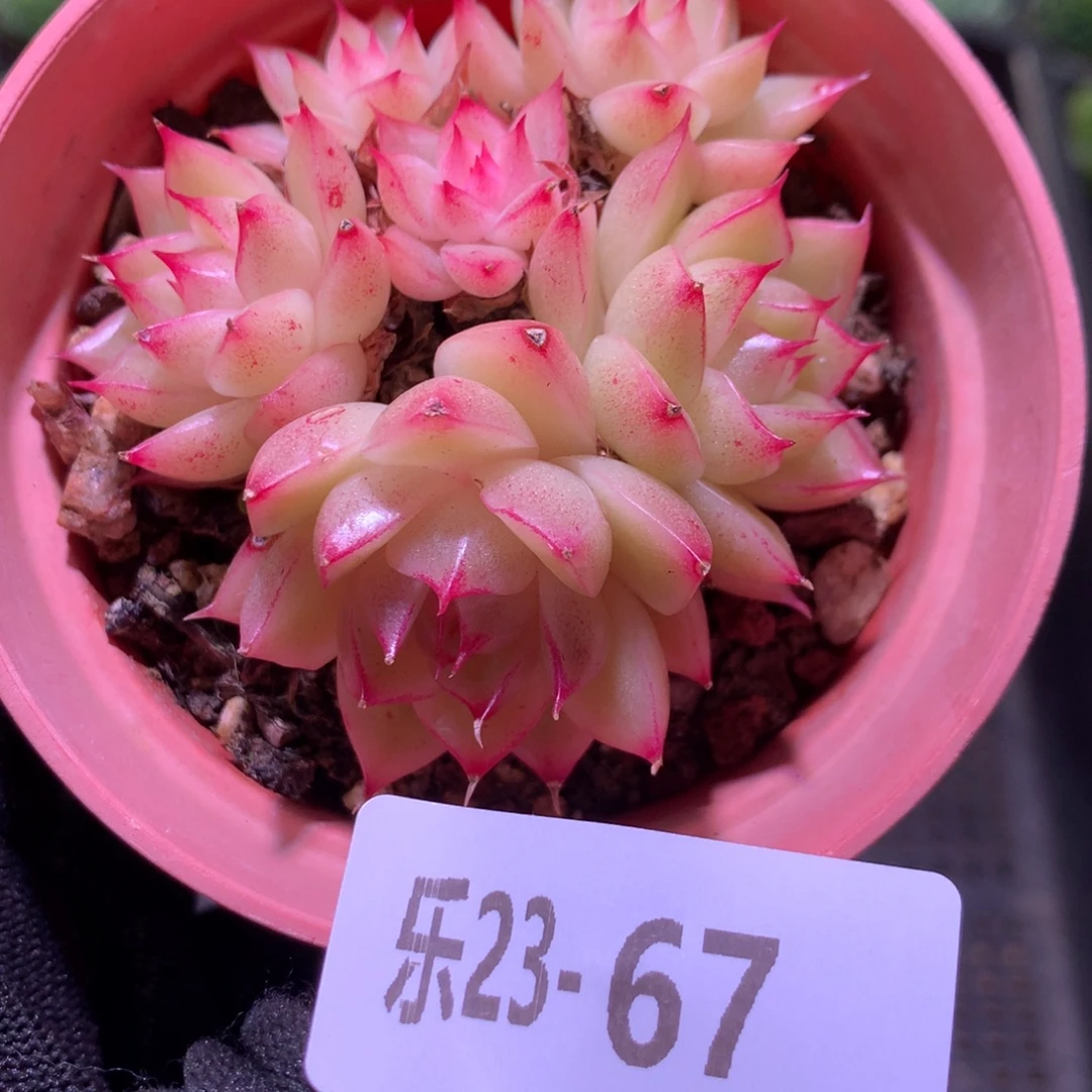乐然23-67 麦秆群 不包整