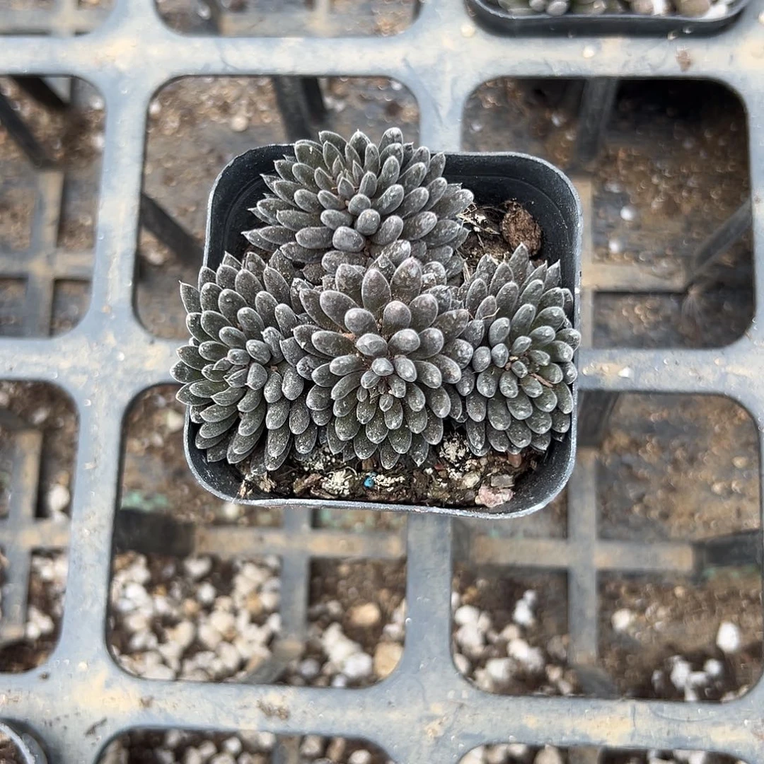 多肉植物颠石莲群