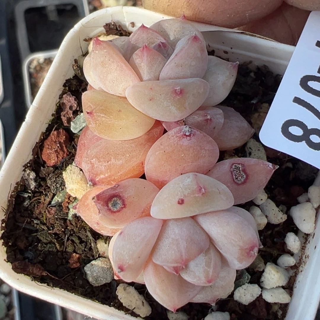 小卡拉米糖心一物一拍7-78