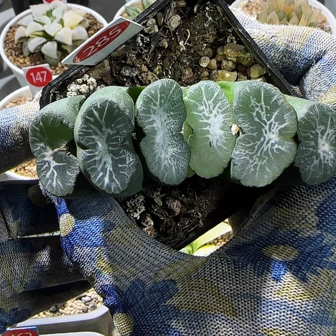 285号实生玉扇 8 厘米左右一物一拍带盆发货